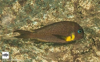 Tropheus sp. 'crescentic' Mkuyu